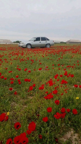 Chevrolet Nexia, 2009, Сурхандарьинская область