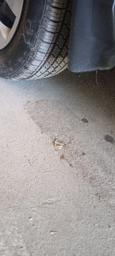 Chevrolet Nexia